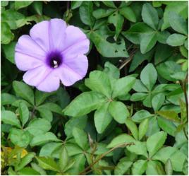 五爪金龍花 五爪金龍花