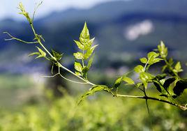 顯齒蛇葡萄 顯齒蛇葡萄