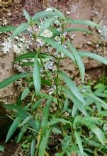 二花白花假糙蘇 二花白花假糙蘇