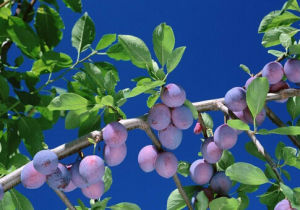 西南越桔 西南越桔