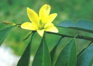 峨眉含笑 峨眉含笑