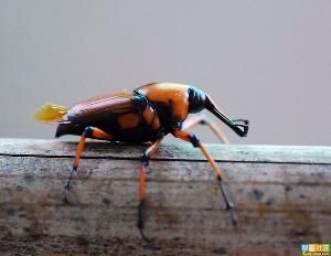 竹甲蟲 竹甲蟲