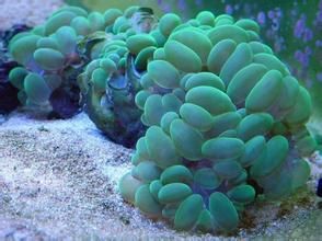 綠色氣泡珊瑚
