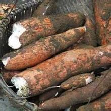 木薯中毒 木薯中毒