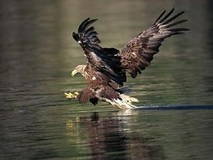 白尾海雕（捕魚）