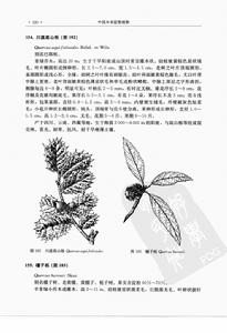 川滇高山櫟(左)