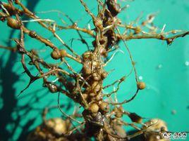 黃瓜根結線蟲 黃瓜根結線蟲