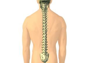 脊椎骨