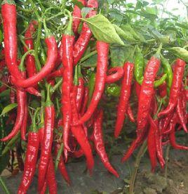 雞澤辣椒 雞澤辣椒