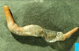 珠光戈芬星蟲 珠光戈芬星蟲