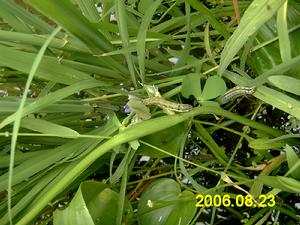 水稻稻金翅夜蛾 水稻稻金翅夜蛾