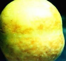 蘋果虎皮病 蘋果虎皮病