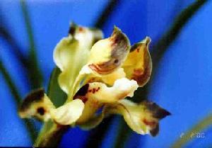 七色龍梅 七色龍梅