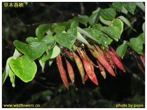 廣西紫荊 廣西紫荊