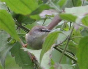 暗冕鷦鶯 暗冕鷦鶯