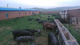 壩農黑豬 壩農黑豬