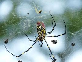 草蜘蛛[漏斗網蛛科動物]