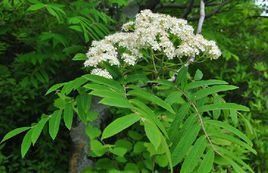 北京花楸 北京花楸