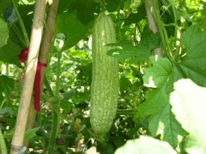 自供蔬菜 自供蔬菜