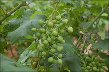 沂源縣大張莊鎮