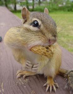 松鼠