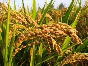 淮優粳2號 淮優粳2號