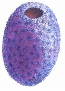 圓桶海綿 圓桶海綿