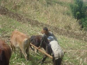 省罵王培自然村的耕地情況