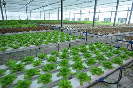 蘇州太湖現代農業示範園 蘇州太湖現代農業示範園