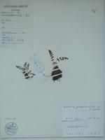 綠色岩蕨 綠色岩蕨