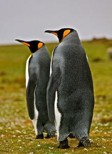 King penguin