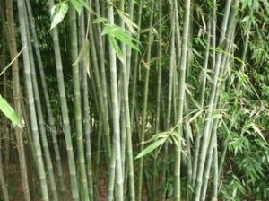 曲軸青籬竹 曲軸青籬竹