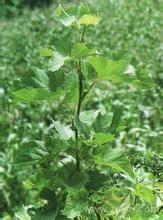 齒裂鞘柄木 齒裂鞘柄木