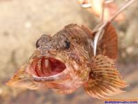 紅斑魚