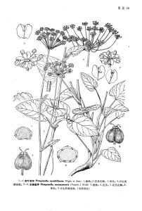 雲南茴芹 雲南茴芹