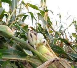 玉米瘤黑粉病 玉米瘤黑粉病