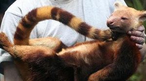 金披鳳樹袋鼠 金披鳳樹袋鼠