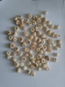 大方圓珠半夏 大方圓珠半夏