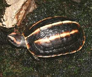 三棱黑龜 三棱黑龜