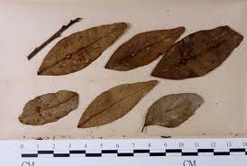 粉虱亞肉座菌 粉虱亞肉座菌