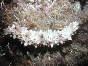 虎紋海參 虎紋海參