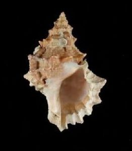 紫紅口蛙螺 紫紅口蛙螺