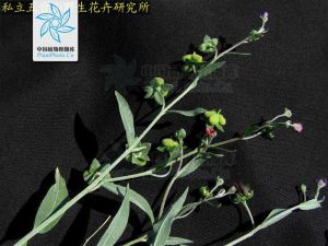 大果琉璃草 大果琉璃草