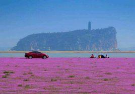 鄱陽湖花海 鄱陽湖花海