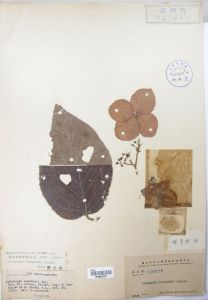 蝶萼繡球 蝶萼繡球