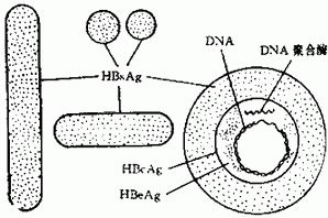 HBV病毒顆粒圖示