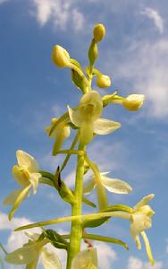 滇藏舌唇蘭 滇藏舌唇蘭