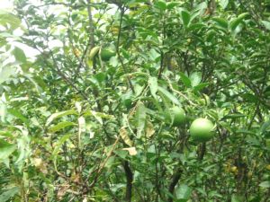 感知農場部分場景