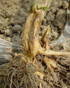 茄子根腐病 茄子根腐病