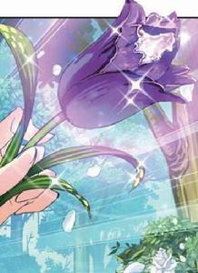 綺羅鬱金香 綺羅鬱金香